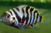Amatitlania Nigrofasciata S Zebra Cichlide